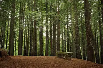 Bosque de Secuoyas
