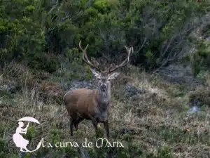 Escucha la Berrea en Casa rural La curva de María